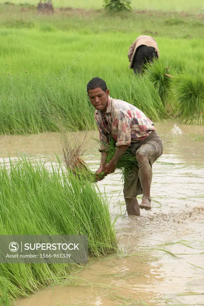 Farmers working the rice fields, Taungoo, Bago Division, Myanmar, Burma, Asia