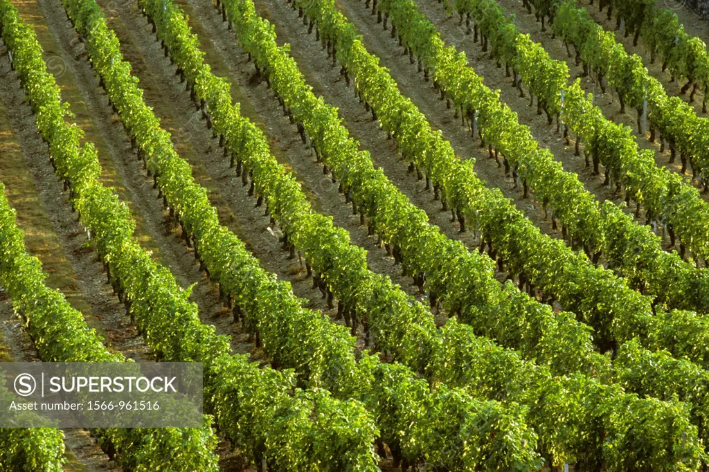 France wineyard