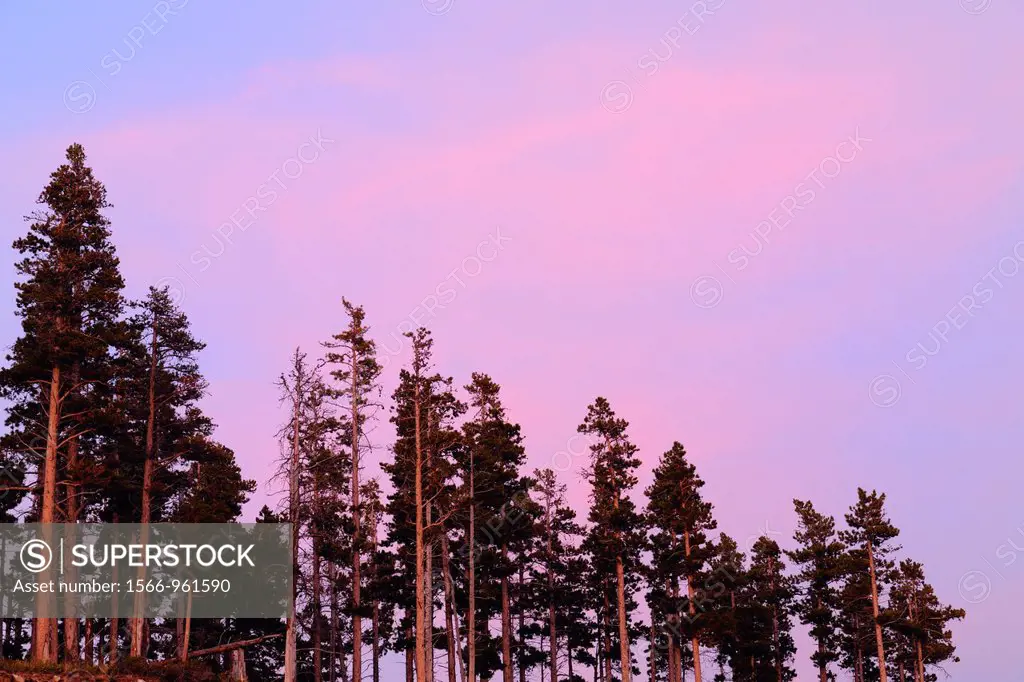 Lodgepole pines and sunset skies, Waterton Lakes National Park, Alberta, Canada