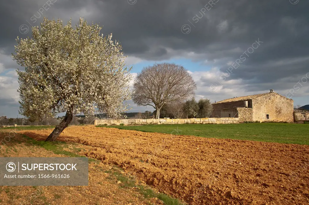 Field work and Almond Blossom, Prunus dulcis, Algaida, Majorca, Balearic Islands, Spain