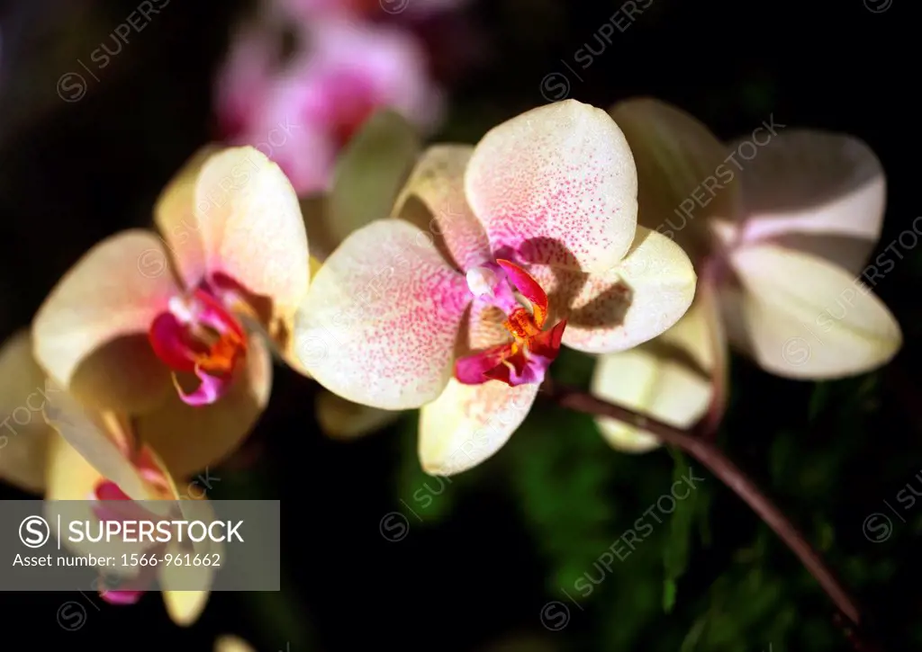 phalaenopsis orchid elegant beauty