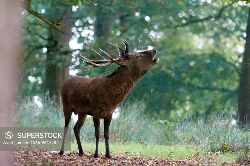 Red Deer Cervus stag roaring Elaphus, Richmond Park, UK