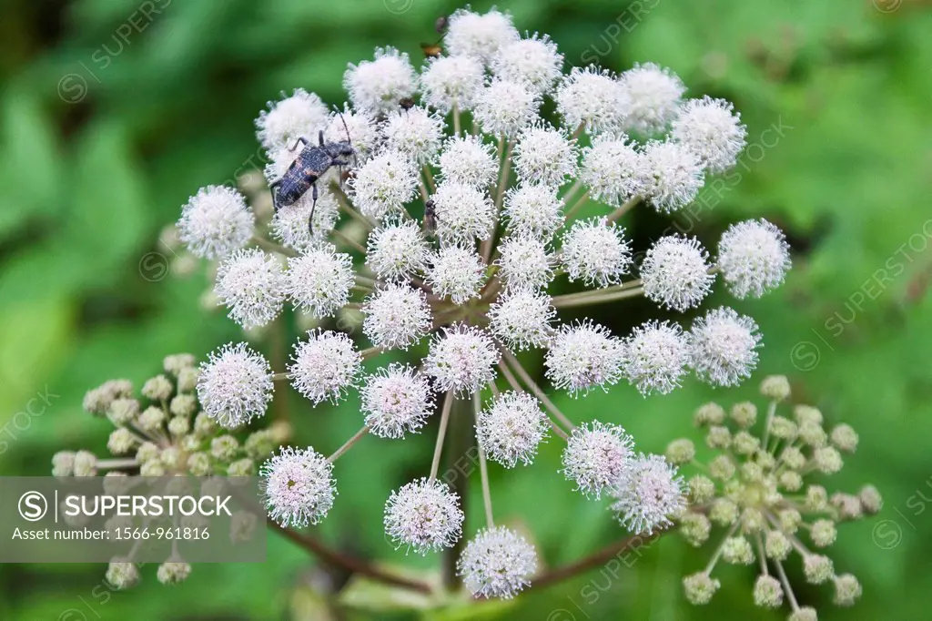 A close up view of a beetle on hogweed Heracleum spp found in the Solovetsky Islands, White Sea, Russia