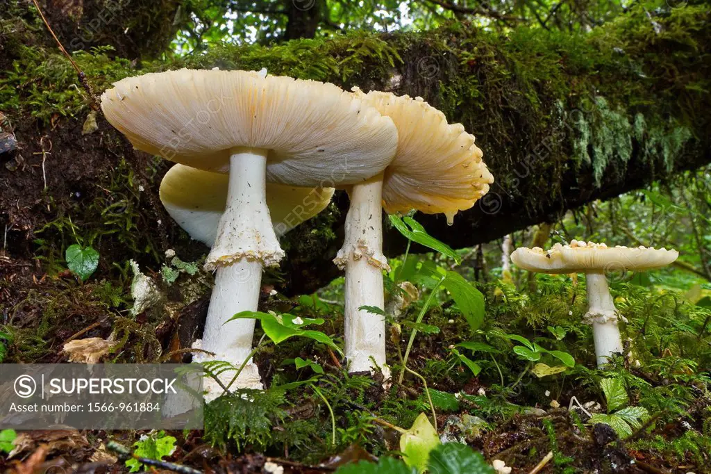 Mushrooms growing in the Tongass National Forest in southeast Alaska, USA, Pacific Ocean