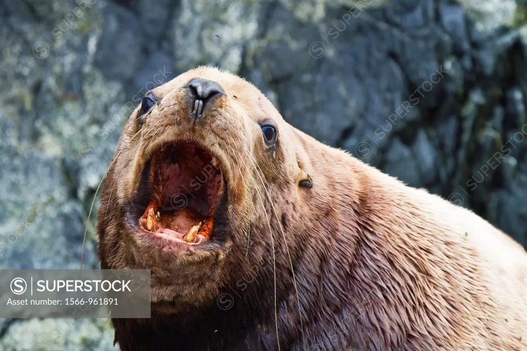 Northern Steller sea lion Eumetopias jubatus hauled out in Inian Pass, Southeastern Alaska, USA, Pacific Ocean