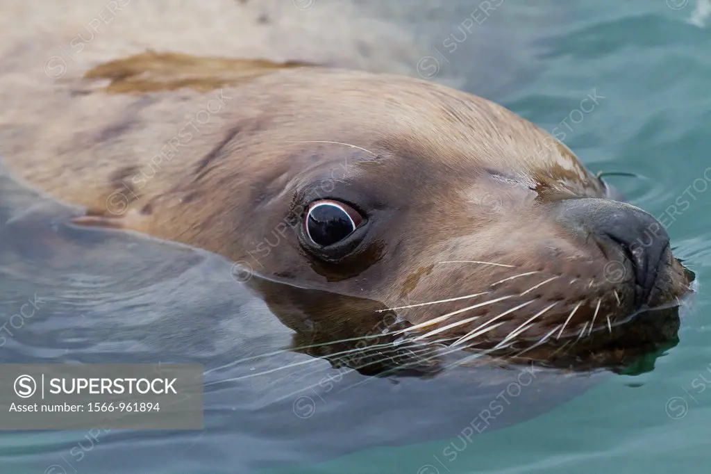 Curious Northern Steller sea lion Eumetopias jubatus bull inspecting the camera near Petersburg, Southeastern Alaska, USA, Pacific Ocean