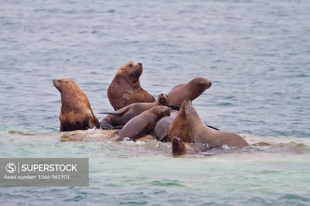 Northern Steller sea lions Eumetopias jubatus hauled out at South Marble Island in Glacier Bay National Park and Preserve, Southeastern Alaska, USA, P...