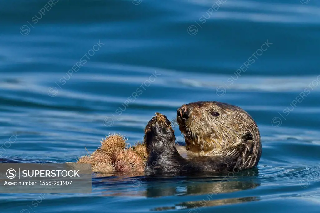 Adult female sea otter Enhydra lutris kenyoni eating urchins she has gathered off the sea floor in Inian Pass, Southeastern Alaska, USA, Pacific Ocean