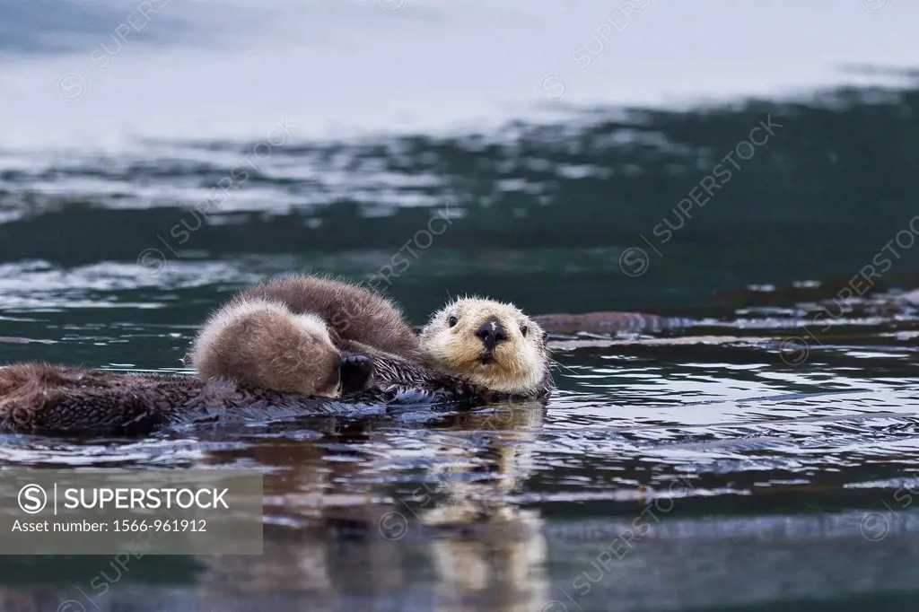 Adult sea otter Enhydra lutris kenyoni mother with her pup on her chest in Inian Pass, Southeastern Alaska, USA, Pacific Ocean