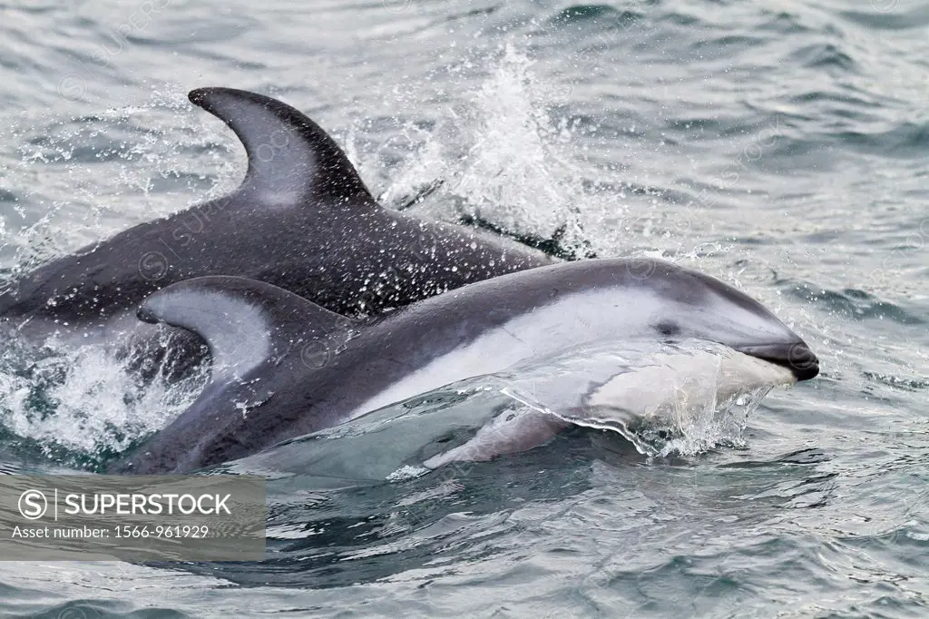 A pod of Pacific white-sided dolphins Lagenorhynchus obliquidens leaping and surfacing near the National Geographic Sea Bird in Johnstone Strait, Brit...