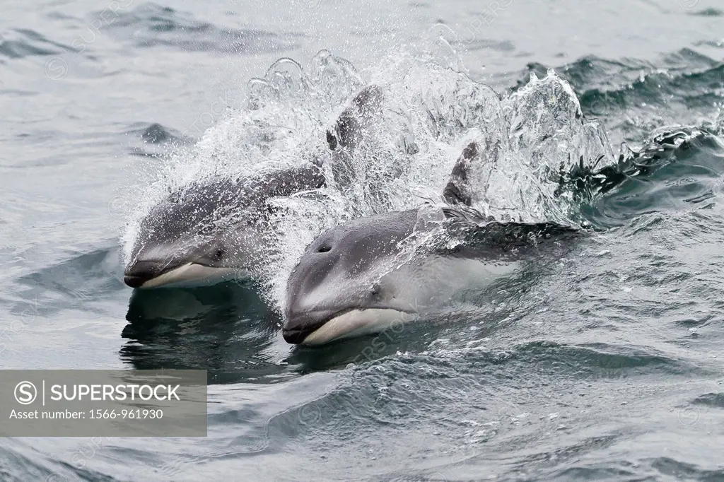 A pod of Pacific white-sided dolphins Lagenorhynchus obliquidens leaping and surfacing near the National Geographic Sea Bird in Johnstone Strait, Brit...