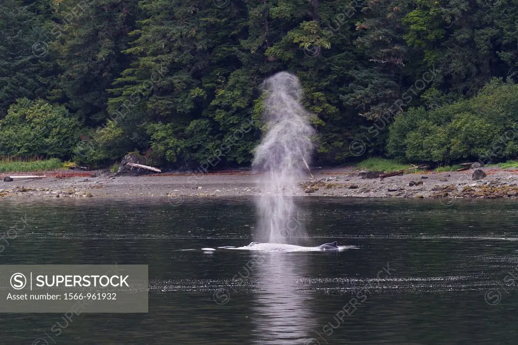 Adult humpback whales Megaptera novaeangliae surfacing in Tenakee Inlet, Southeast Alaska, USA  Pacific Ocean