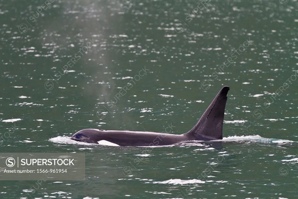 A lone adult male killer whale Orcinus orca encountered in Glacier Bay National Park, Southeast Alaska, Pacific Ocean