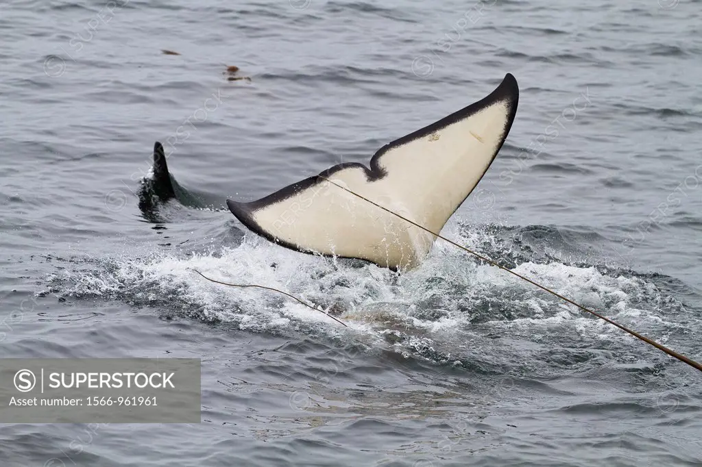 Adult killer whale Orcinus orca surfacing with kelp on its flukes in Chatham Strait, Southeast Alaska, Pacific Ocean