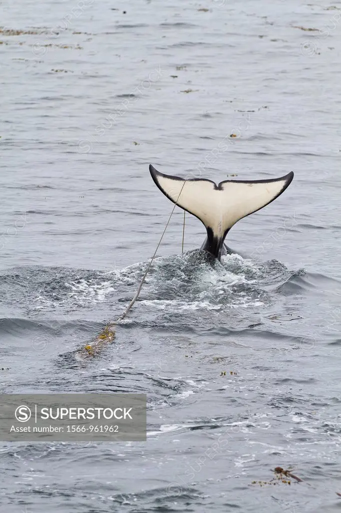 Adult killer whale Orcinus orca surfacing with kelp on its flukes in Chatham Strait, Southeast Alaska, Pacific Ocean