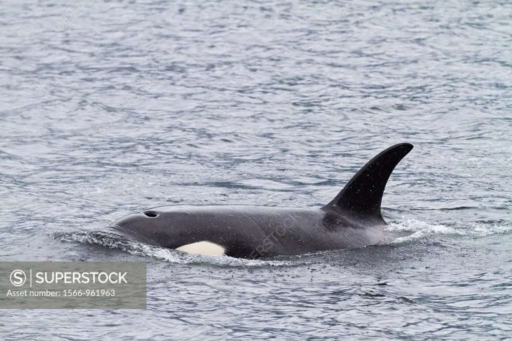Adult female killer whale Orcinus orca surfacing in Chatham Strait, Southeast Alaska, Pacific Ocean