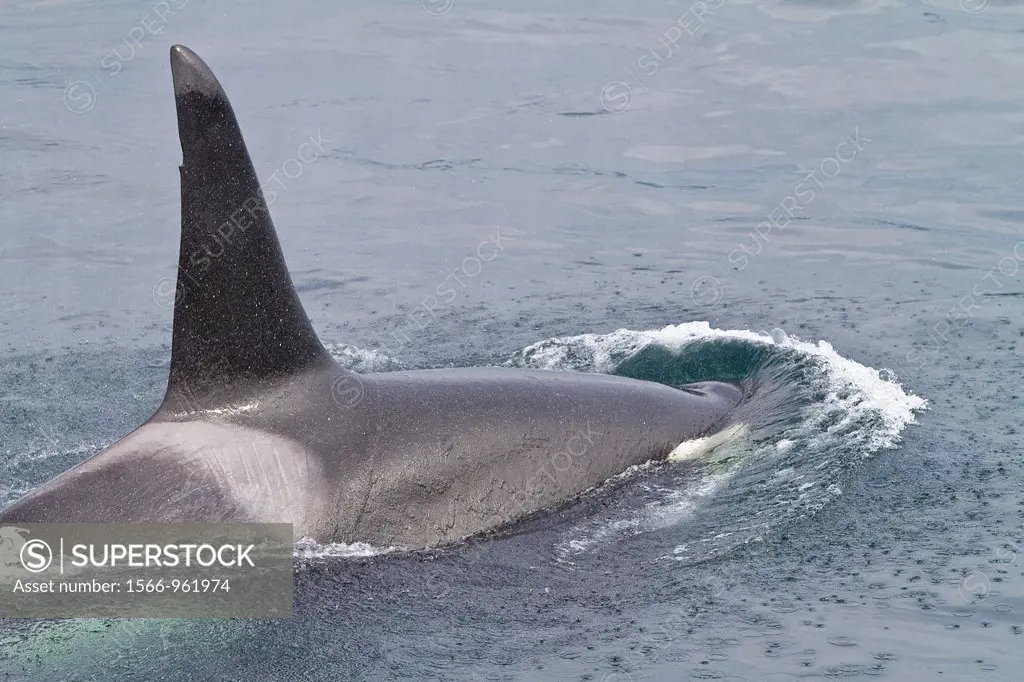 An adult bull killer whale Orcinus orca surfacing in Johnstone Strait, British Columbia, Canada, Pacific Ocean