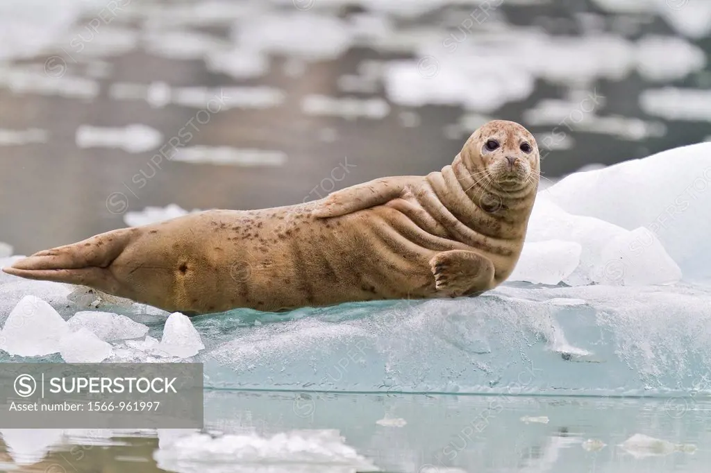 Harbor seal Phoca vitulina hauled out on ice calved from the South Sawyer Glacier in the Tracy Arm-Ford´s Terror Wilderness area, Southeast Alaska, US...