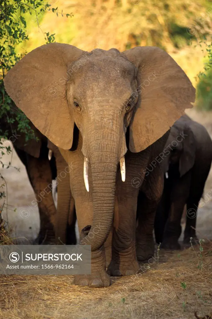 Kenya african elephant loxodonta africana charging