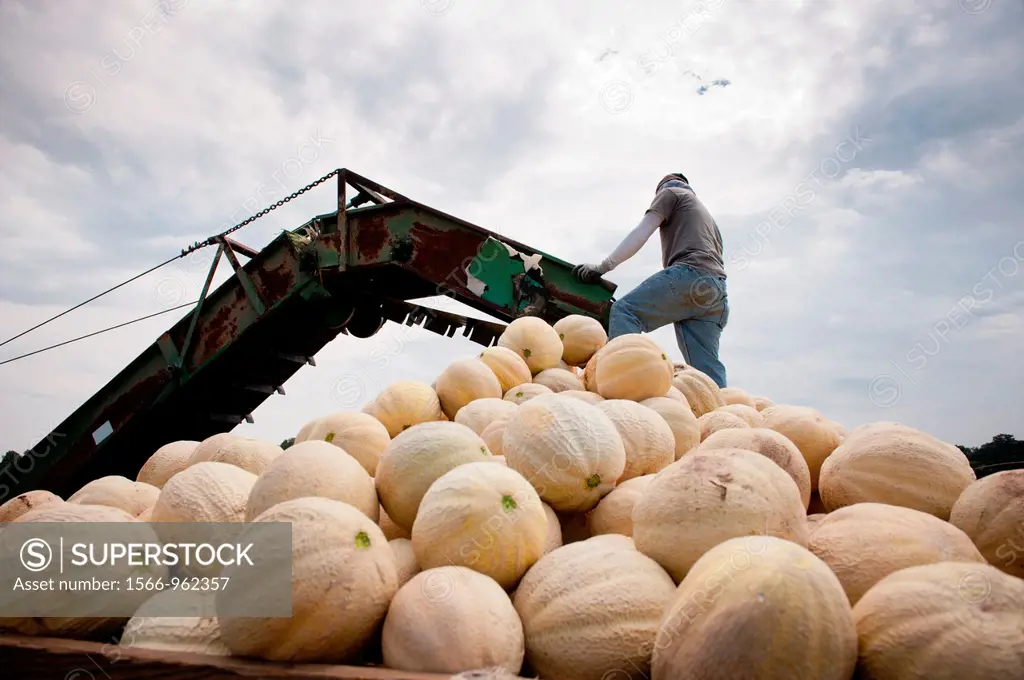 Worker standing on a pile of cantaloupe on wagon being loaded in field of a produce farm