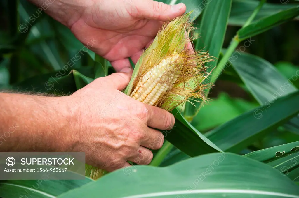 Man´s hands husking an ear of corn in corn field
