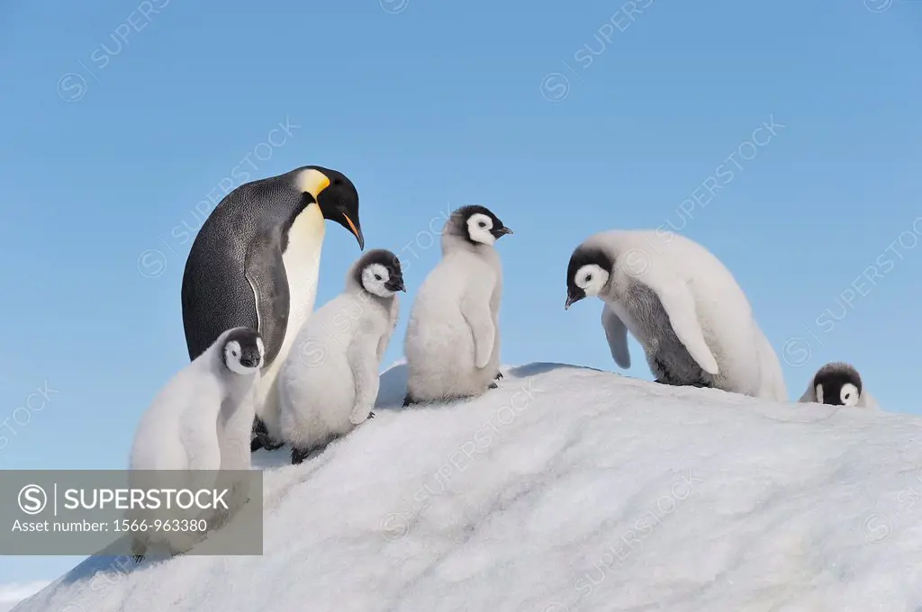 Emperor Penguin Aptenodytes forsteri adult and chicks climbing on ice hill  Snow Hill Island, Antarctic Peninsula, Antarctica
