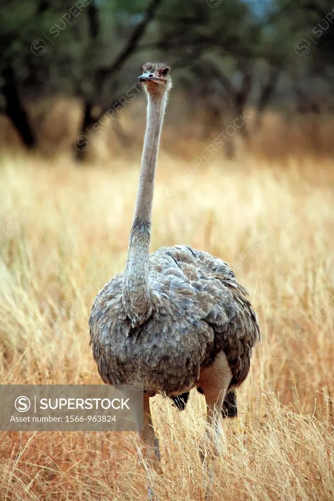 Masai Ostrich Struthio camelus massaicus, Tarangire National Park, Tanzania