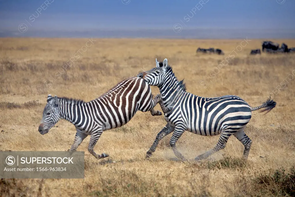Equus quagga Zebra, Ngorongoro Conservation Area, Tanzania