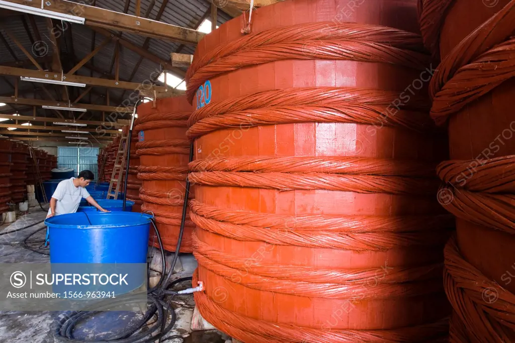 Man supervises large vats of fermenting fish sauce at factory Phu Quoc Island Vietnam