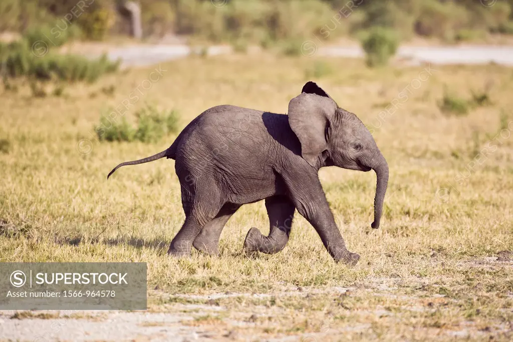 A baby elephant (Loxodonta africana) making its way through the Okavango Delta, Botswana, Africa