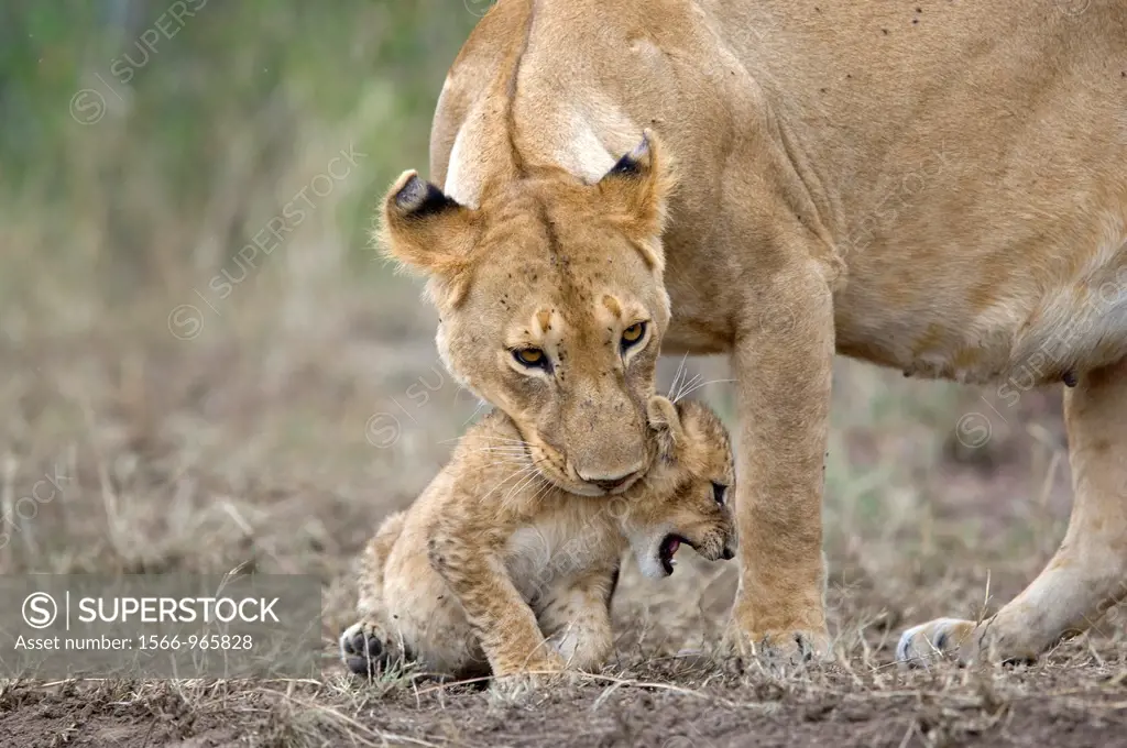 African Lion and Cub Panthera leo leo iucn status - vulnerable mother and child masaimara kenya
