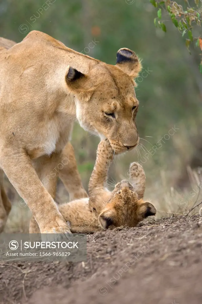 African Lion and Cub Panthera leo leo iucn status - vulnerable mother and child masaimara kenya