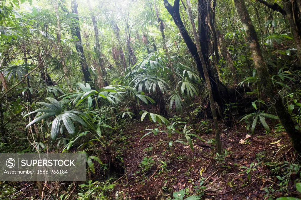 Natural Reserve of the Biosphere Montes Azules, Las Nubes, Chiapas, México
