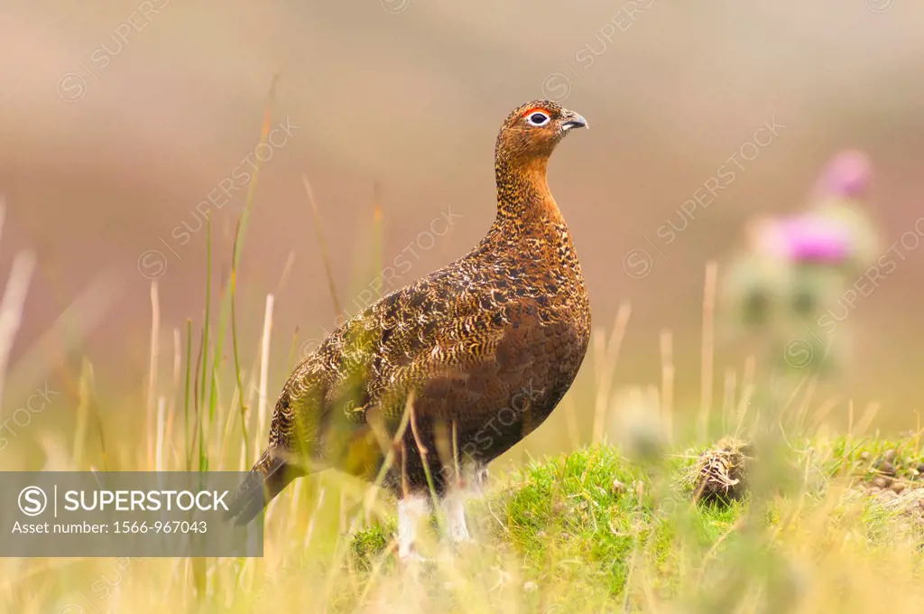 A male cock Red Grouse  Lagopus lagopus scoticus  in moorland , Yorkshire Dales , England , Uk