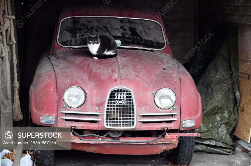 Cat sitting on an old Saab car from the 70s, Stockholm, Sweden