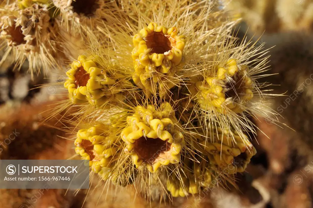 Teddybear Cholla cactus, Opuntia bigelovii, Joshua Tree National Park, Mojave Desert, California, USA