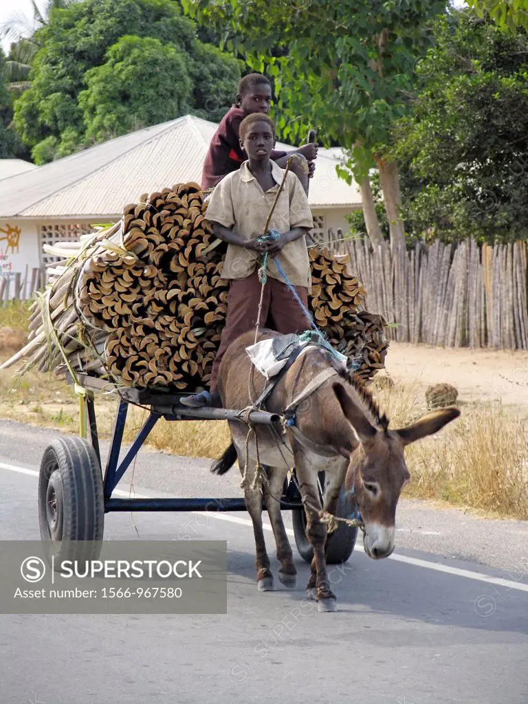 Donkey cart loaded with fence stakes The Gambia