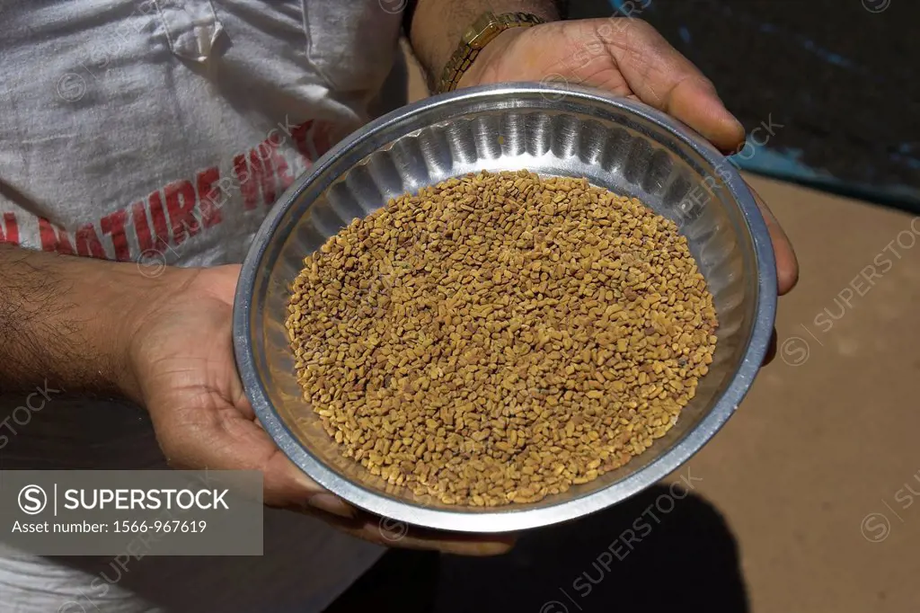 Fenugreek or methi used in making pickles curry and curry paste Sahakari Spice Farm Ponda Goa