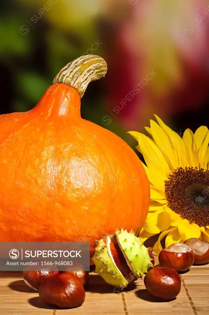 Still life of an orange squash and chestnuts