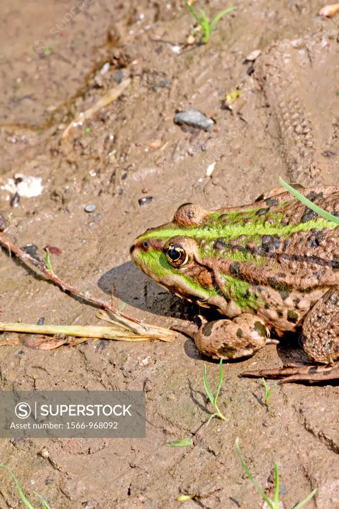 Marsh Frog, Pelophylax ridibundus  Female  from side  Back  Squatting