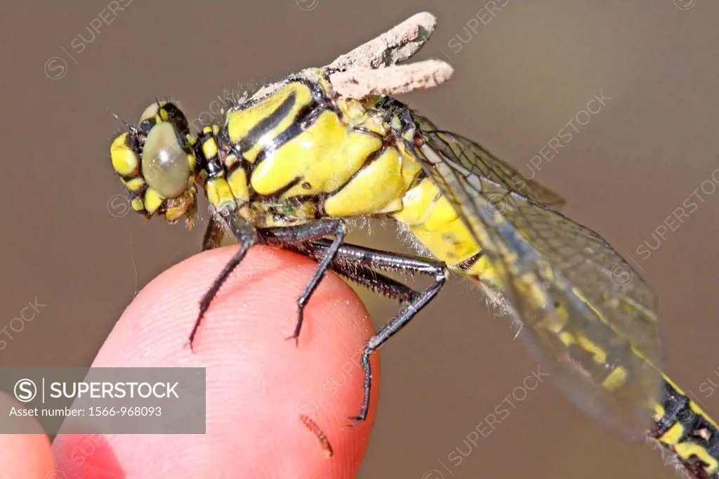 Newly emerged Common Clubtail, Gomphus on photographer´s finger  Upper wings still trapped in wing buds and will not develop  From side  Upper body