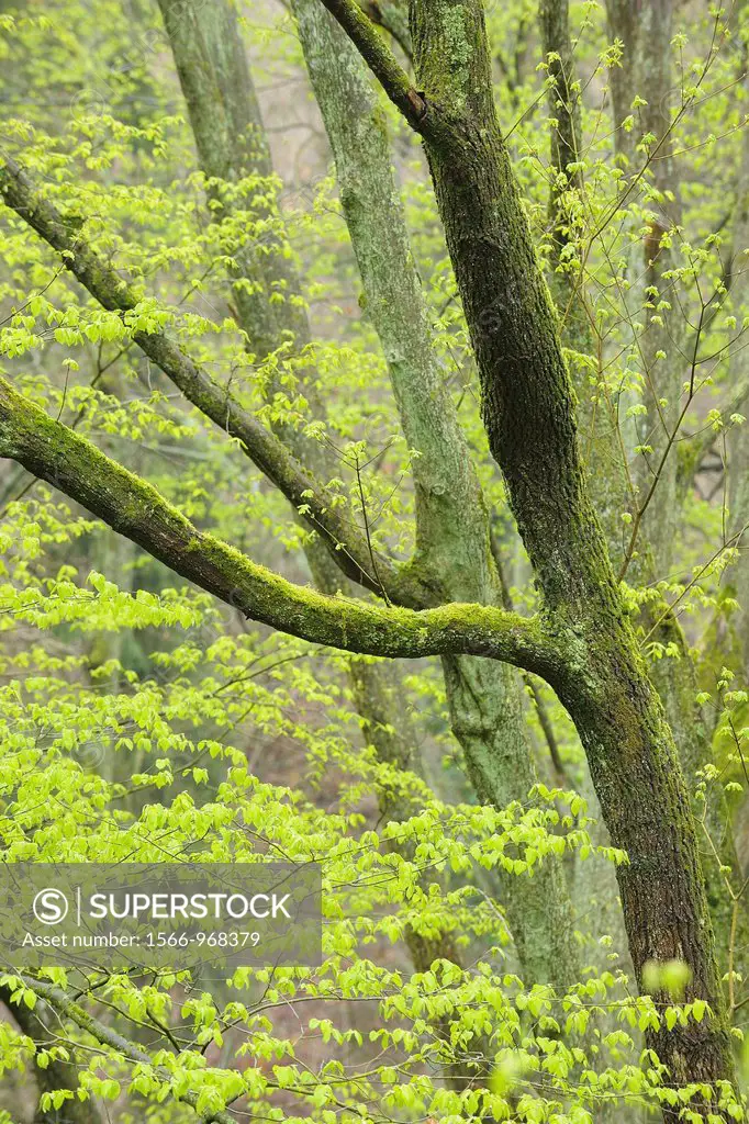 Hornbeam Tree with fresh Leaves in Spring, Spessart, Bavaria, Germany