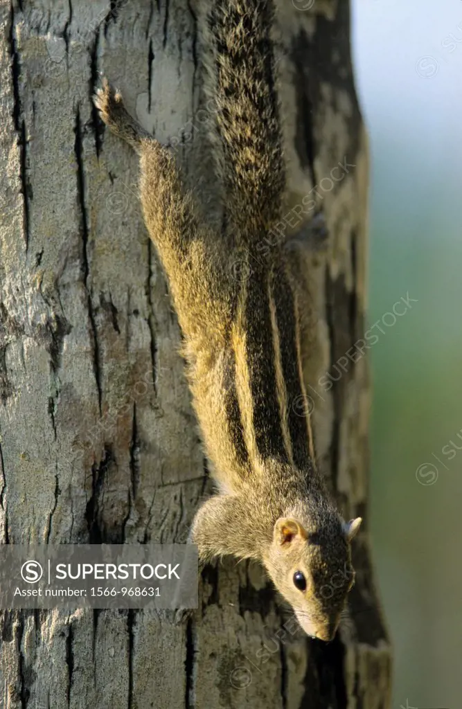 Indian palm squirrel also called Three-Striped palm squirrel (Funambulus palmarum) on tree trunk, Kalutara, Sri Lanka