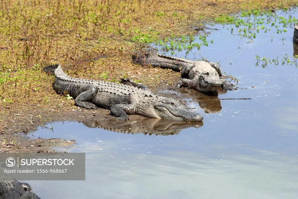 North America, USA, Florida, Myakka River State Park, alligators basking in the sun on the shoreline of a river