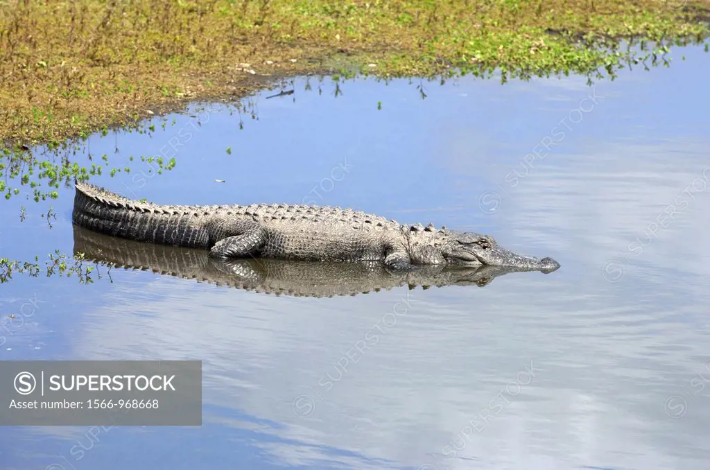 North America, USA, Florida, Myakka River State Park, alligator basking in the sun on the shoreline of a river