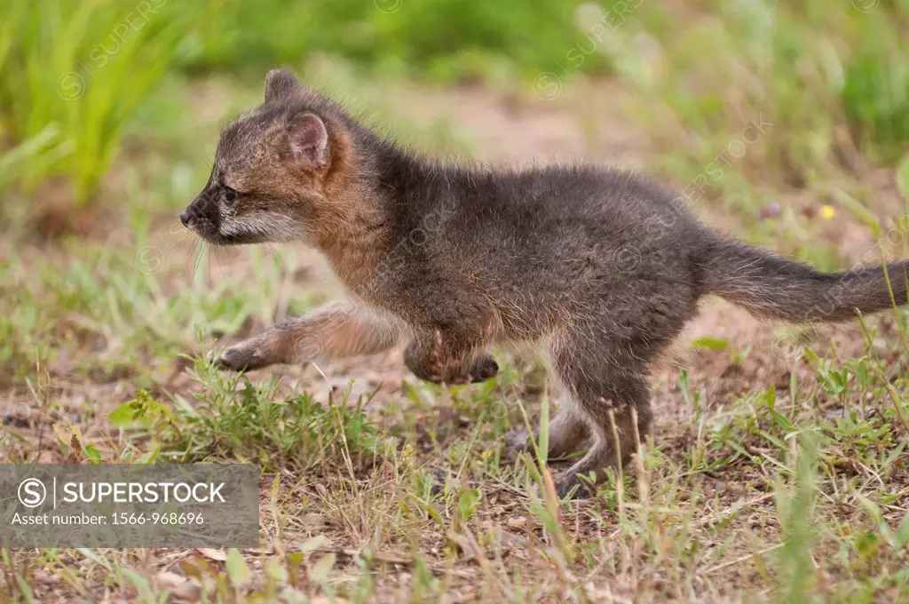Grey fox kit, Urocyon cinereoargenteus, 4 weeks old, native to southern Canada, the USA and into South America