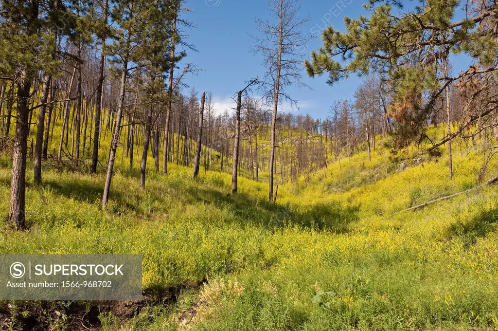 Yellow sweet clover, Melilotus officinalis, among Ponderosa pine trees, Pinus ponderosa, Wind Cave National Park, South Dakota, USA
