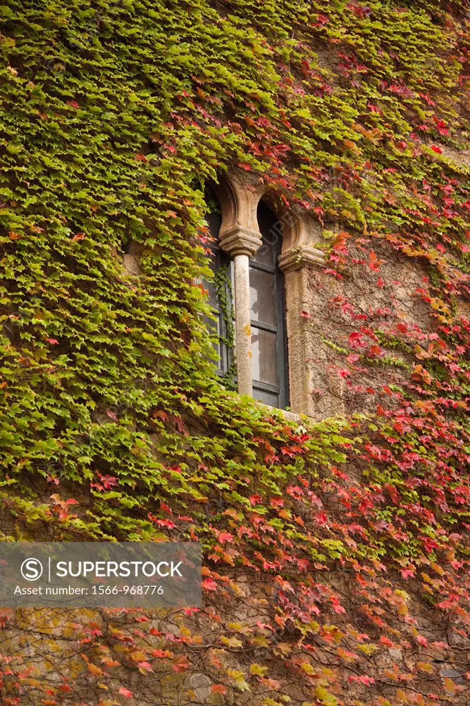 Spain, Extremadura Region, Caceres Province, Caceres, Ciudad Monumental, Old Town, ivy-covered wall