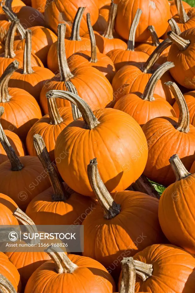 Eden Vermont farm stand pumpkins for sale, New England USA