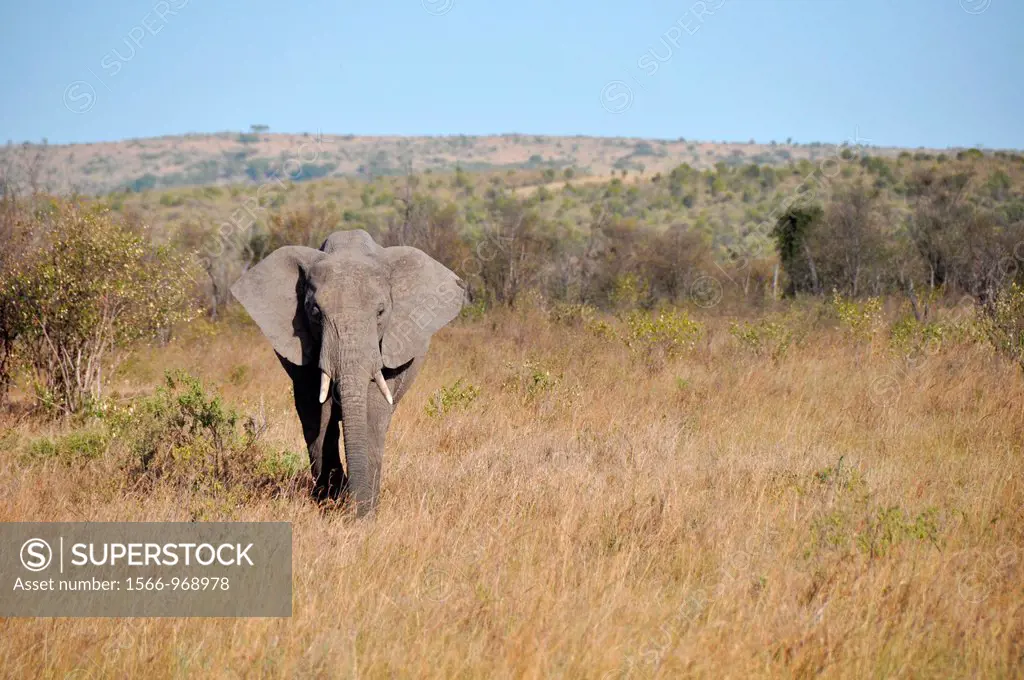 Elephants  Savanna, Park Masai Mara, Kenya